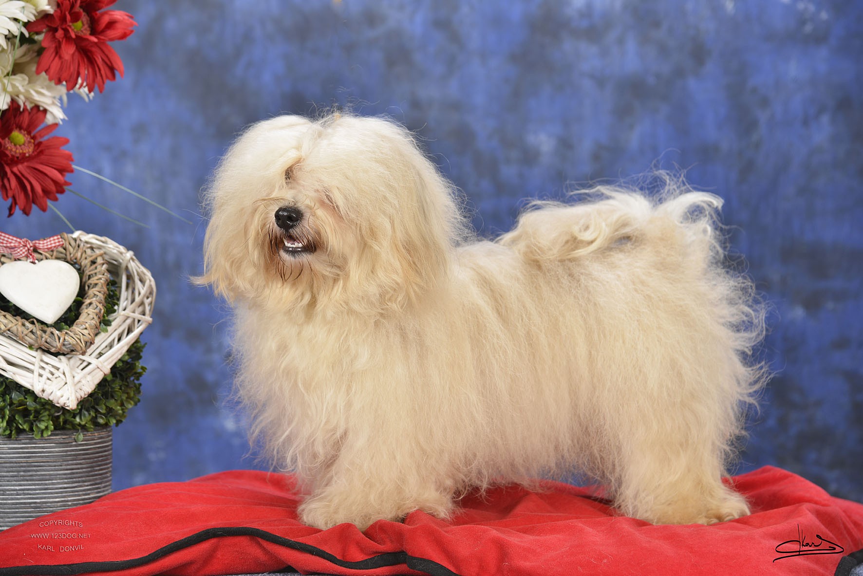 CH. karvil's havanese Kilimanjaro